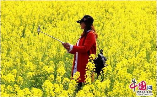 油菜花香,醉美田园风光