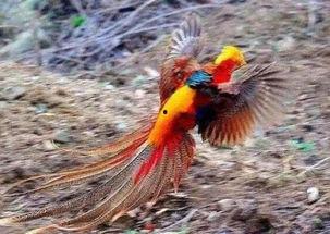 山鸡不是凤凰,却展翅高飞